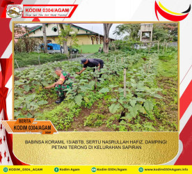BABINSA KORAMIL 13/ABTB, SERTU NASRULLAH HAFIZ, DAMPINGI PETANI TERONG DI KELURAHAN SAPIRAN