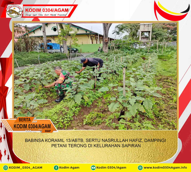 BABINSA KORAMIL 13/ABTB, SERTU NASRULLAH HAFIZ, DAMPINGI PETANI TERONG DI KELURAHAN SAPIRAN