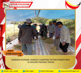 BABINSA KORAMIL 06/BASO DAMPINGI PETANI PANEN PADI DI NAGARI PADANG TAROK