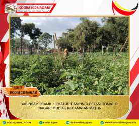 BABINSA KORAMIL 10/MATUR DAMPINGI PETANI TOMAT DI NAGARI MUDIAK KECAMATAN MATUR