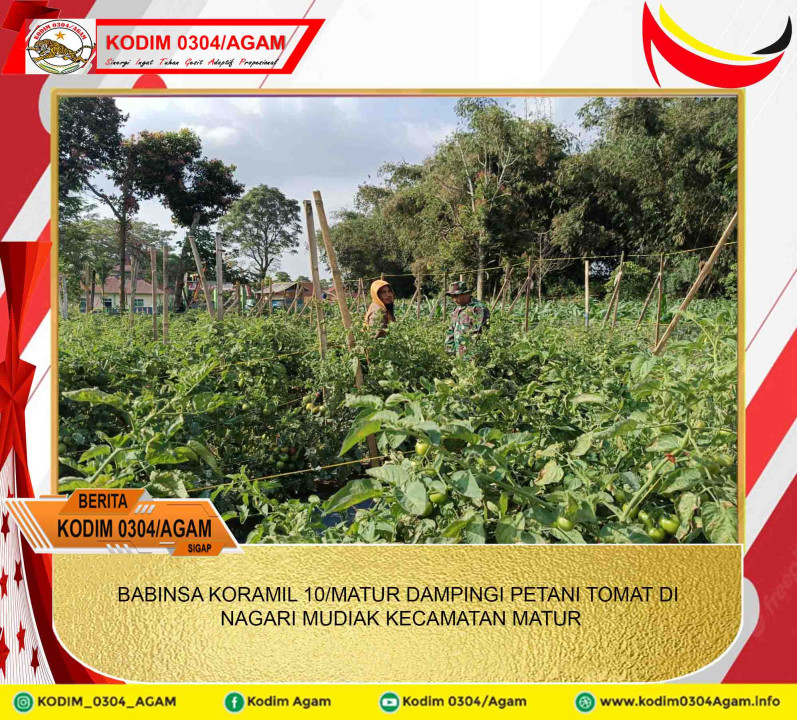 BABINSA KORAMIL 10/MATUR DAMPINGI PETANI TOMAT DI NAGARI MUDIAK KECAMATAN MATUR