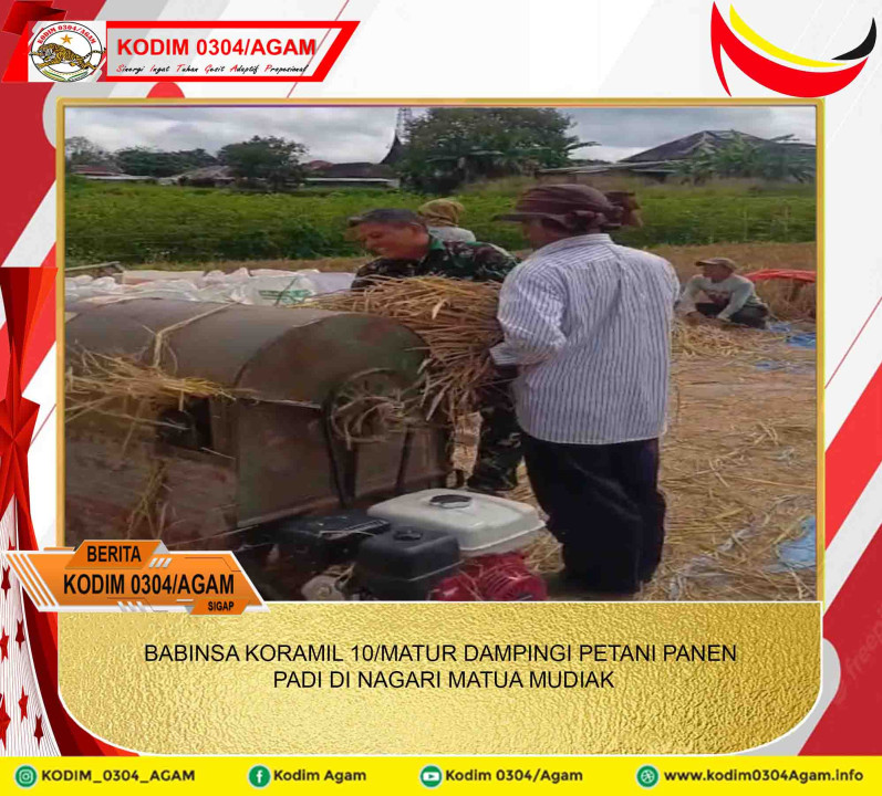 BABINSA KORAMIL 10/MATUR DAMPINGI PETANI PANEN PADI DI NAGARI MATUA MUDIAK