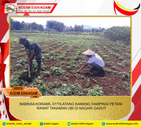 BABINSA KORAMIL 07/TILATANG KAMANG DAMPINGI PETANI RAWAT TANAMAN UBI DI NAGARI GADUT
