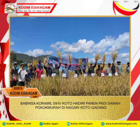 BABINSA KORAMIL 09/IV KOTO HADIRI PANEN PADI SAWAH POKOK MURAH DI NAGARI KOTO GADANG