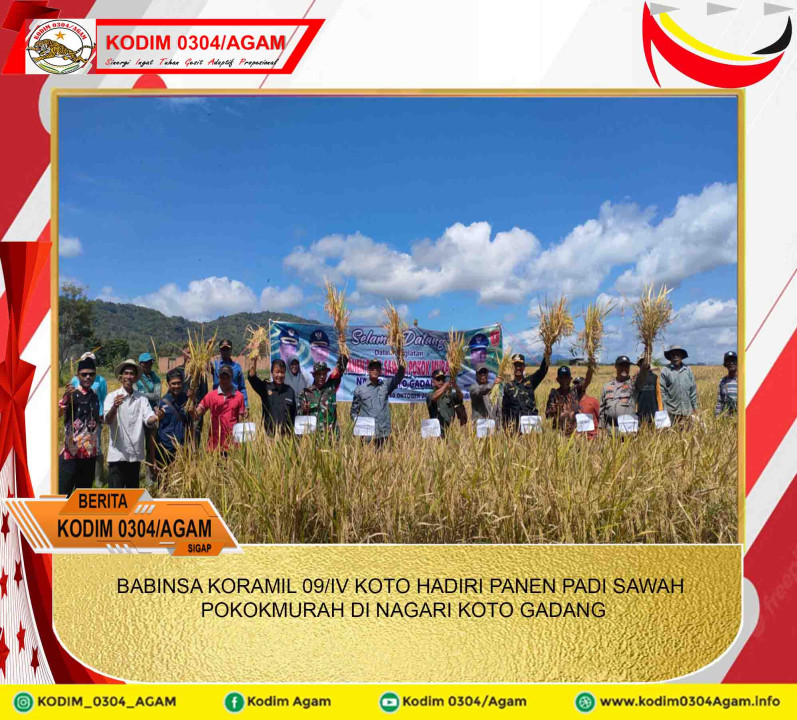 BABINSA KORAMIL 09/IV KOTO HADIRI PANEN PADI SAWAH POKOK MURAH DI NAGARI KOTO GADANG
