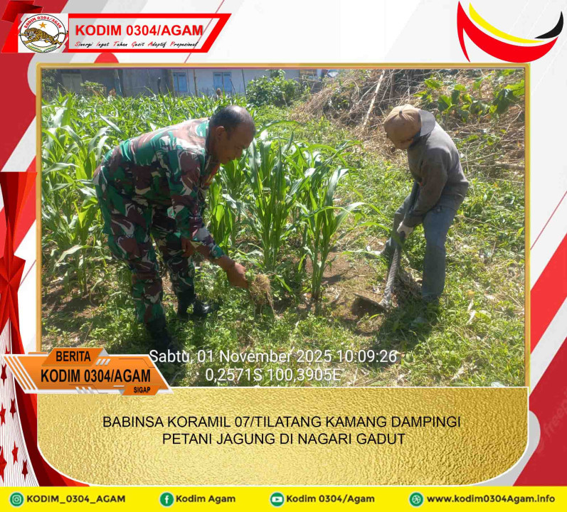 BABINSA KORAMIL 07/TILATANG KAMANG DAMPINGI PETANI JAGUNG DI NAGARI GADUT