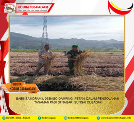 BABINSA KORAMIL 06/BASO DAMPINGI PETANI DALAM PENGOLAHAN TANAMAN PADI DI NAGARI SUNGAI CUBADAK
