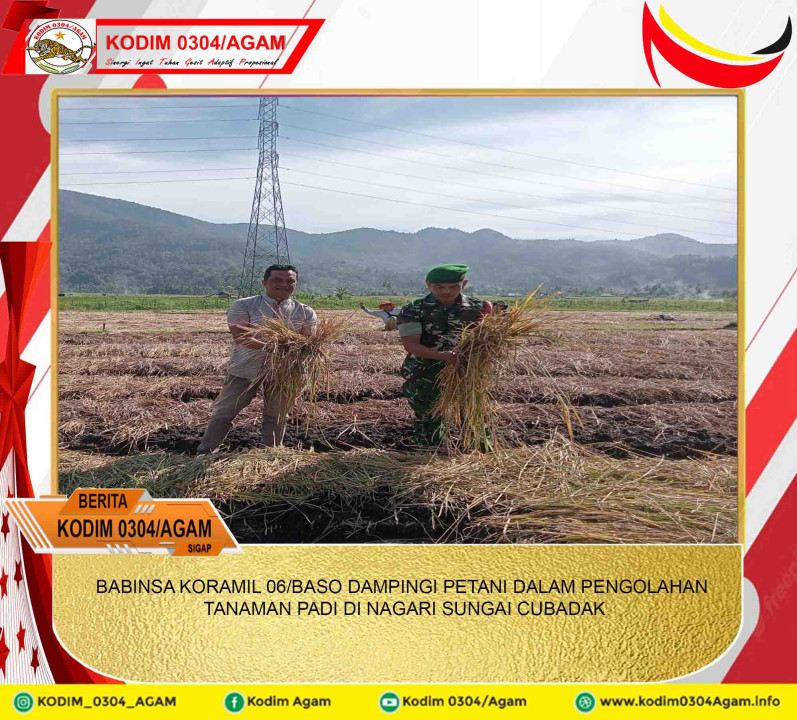 BABINSA KORAMIL 06/BASO DAMPINGI PETANI DALAM PENGOLAHAN TANAMAN PADI DI NAGARI SUNGAI CUBADAK