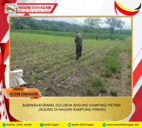 BABINSA KORAMIL 03/LUBUK BASUNG DAMPINGI PETANI JAGUNG DI NAGARI KAMPUNG PINANG