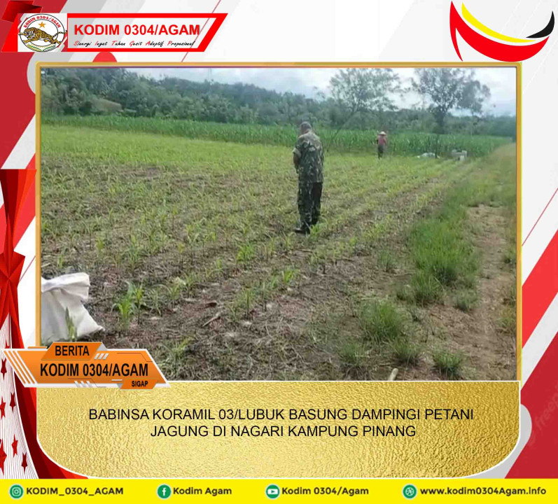 BABINSA KORAMIL 03/LUBUK BASUNG DAMPINGI PETANI JAGUNG DI NAGARI KAMPUNG PINANG