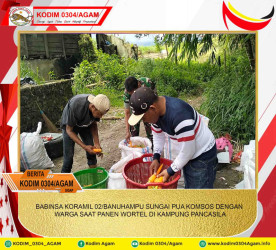 BABINSA KORAMIL 02/BANUHAMPU SUNGAI PUA KOMSOS DENGAN WARGA SAAT PANEN WORTEL DI KAMPUNG PANCASILA