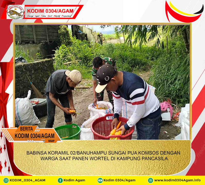 BABINSA KORAMIL 02/BANUHAMPU SUNGAI PUA KOMSOS DENGAN WARGA SAAT PANEN WORTEL DI KAMPUNG PANCASILA
