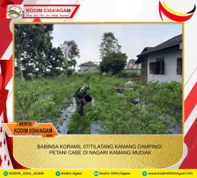 BABINSA KORAMIL 07/TILATANG KAMANG DAMPINGI PETANI CABE DI NAGARI KAMANG MUDIAK