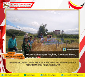 BABINSA KORAMIL 08/IV ANGKEK CANDUNG HADIRI PANEN PADI PROGRAM SPM DI NAGARI PASIA