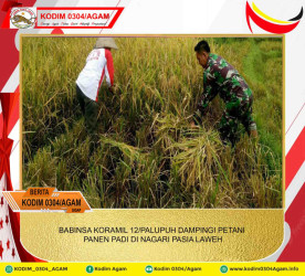 BABINSA KORAMIL 12/PALUPUH DAMPINGI PETANI PANEN PADI DI NAGARI PASIA LAWEH