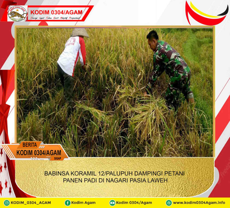 BABINSA KORAMIL 12/PALUPUH DAMPINGI PETANI PANEN PADI DI NAGARI PASIA LAWEH