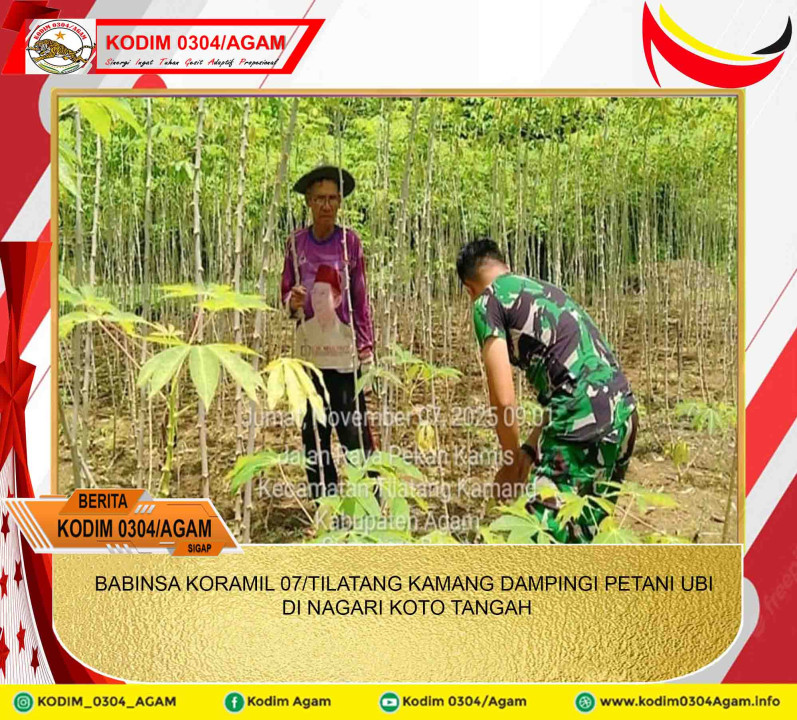 BABINSA KORAMIL 07/TILATANG KAMANG DAMPINGI PETANI UBI DI NAGARI KOTO TANGAH