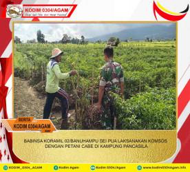 BABINSA KORAMIL 02/BANUHAMPU SEI PUA LAKSANAKAN KOMSOS DENGAN PETANI CABE DI KAMPUNG PANCASILA