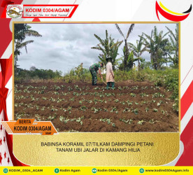 BABINSA KORAMIL 07/TILKAM DAMPINGI PETANI TANAM UBI JALAR DI KAMANG HILIA