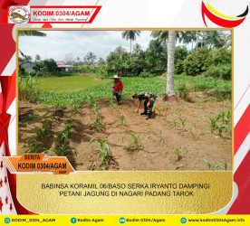 BABINSA KORAMIL 06/BASO SERKA IRYANTO DAMPINGI PETANI JAGUNG DI NAGARI PADANG TAROK