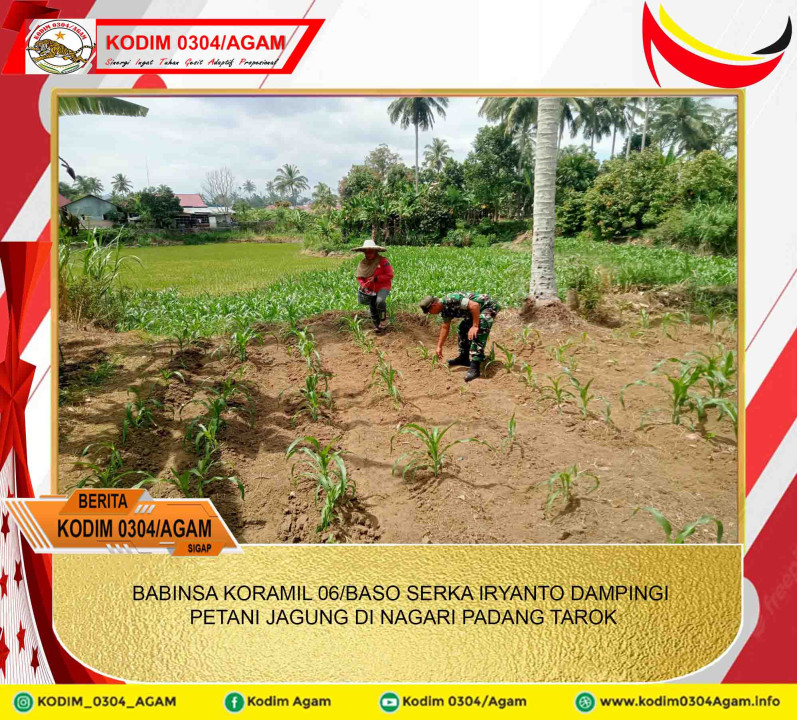 BABINSA KORAMIL 06/BASO SERKA IRYANTO DAMPINGI PETANI JAGUNG DI NAGARI PADANG TAROK