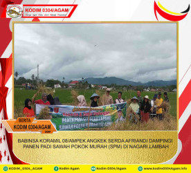 BABINSA KORAMIL 08/AMPEK ANGKEK SERDA AFRIANDI DAMPINGI PANEN PADI SAWAH POKOK MURAH (SPM) DI NAGARI LAMBAH
