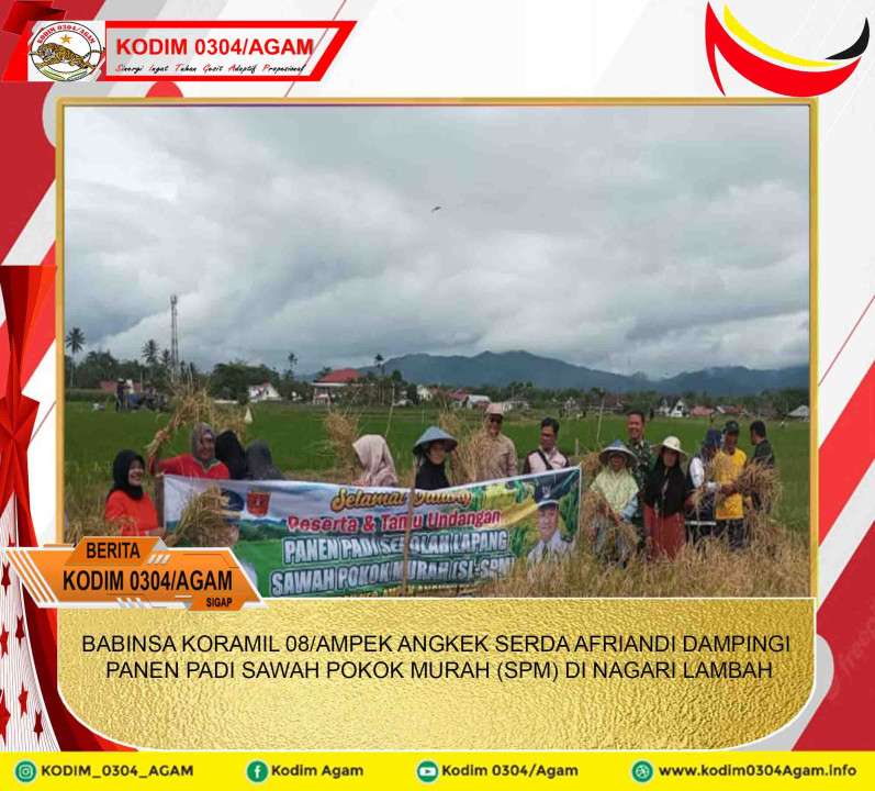 BABINSA KORAMIL 08/AMPEK ANGKEK SERDA AFRIANDI DAMPINGI PANEN PADI SAWAH POKOK MURAH (SPM) DI NAGARI LAMBAH